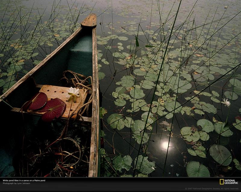 water-lilies-canoe-maine-661146-xl (Medium)