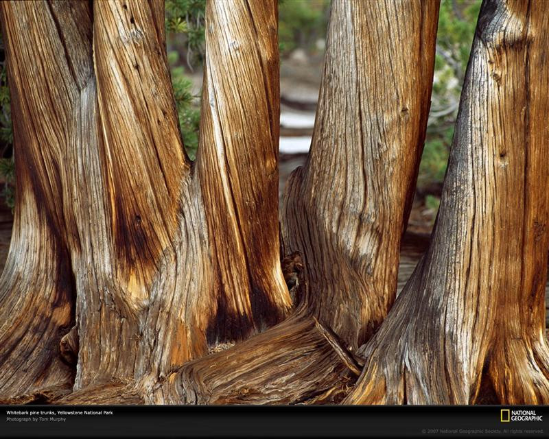 whitebark-pine-trunks-702938-xl (Medium)