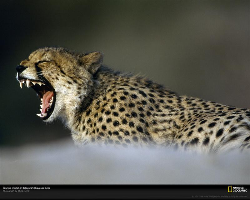 yawning-cheetah-okavango-delta-642897-xl (Medium)