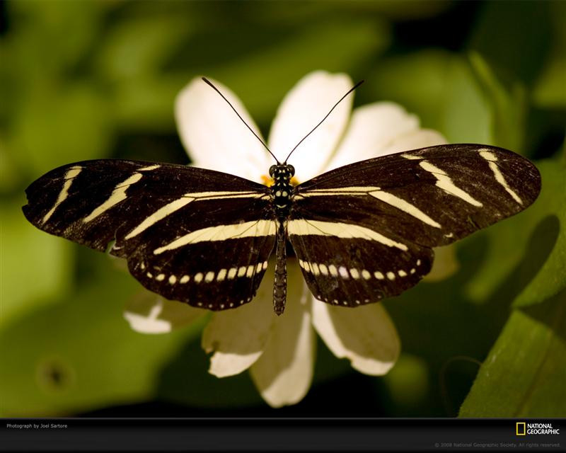 zebra-winged-butterfly-sartore-1025953-xl (Medium)