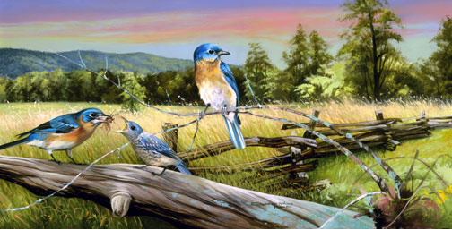 bluebird-meadow