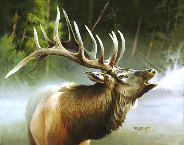 elk in mist copy