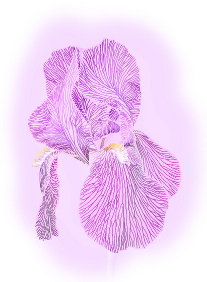 purple iris - veins