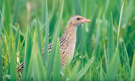 Corncrake460