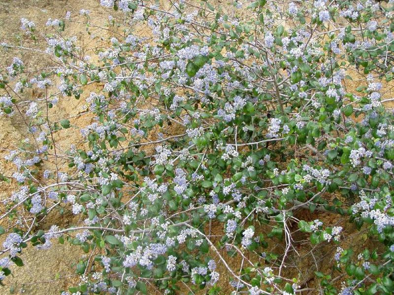 ceanothus mtwoodson (Medium)