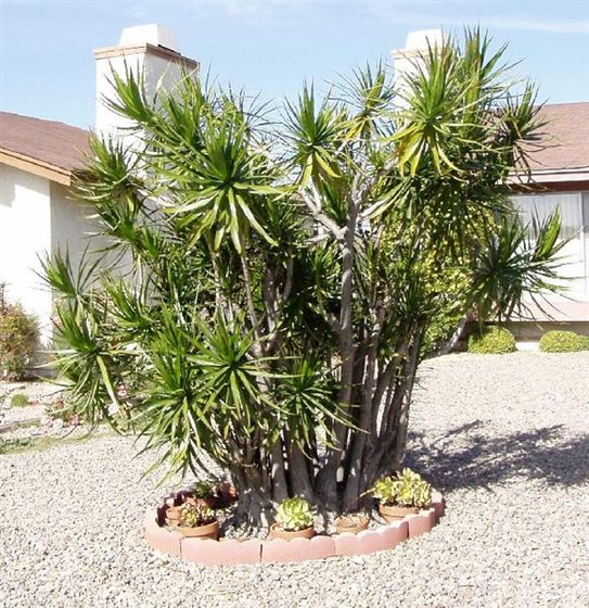 dracaena marginata (Medium)