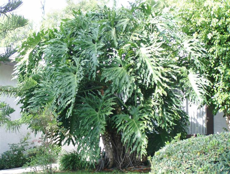 philodendron (Medium)