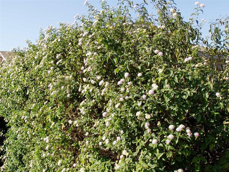 white lantana (Medium)