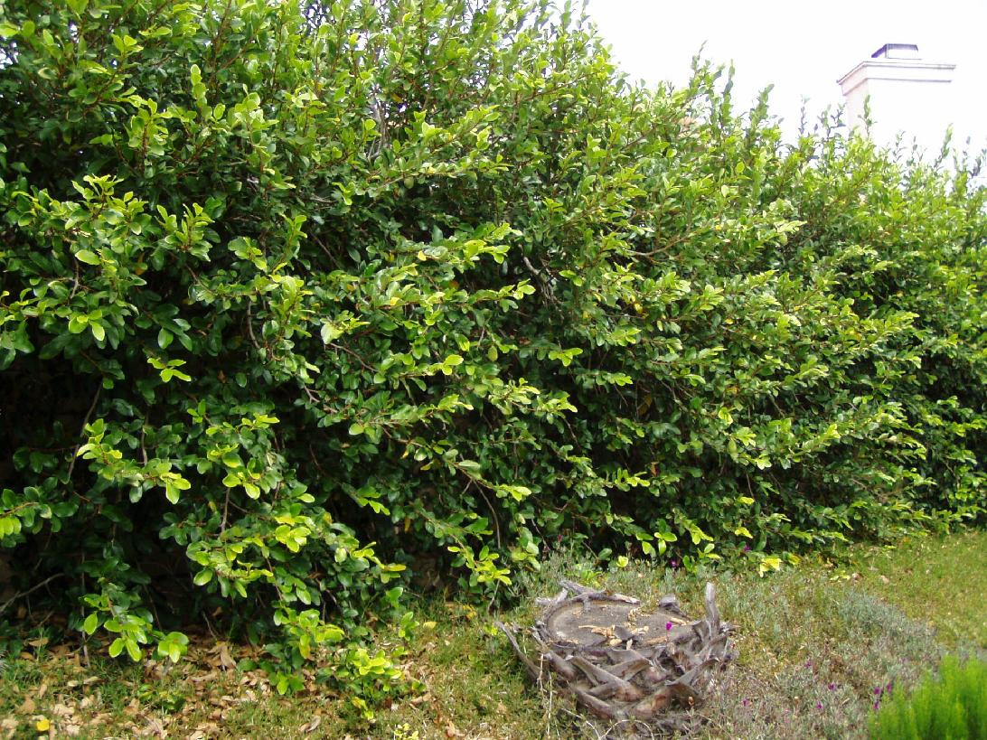 ficus pumila