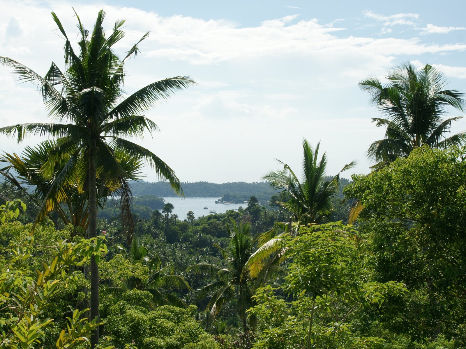 ocean-views-palms-dsc04679-wp