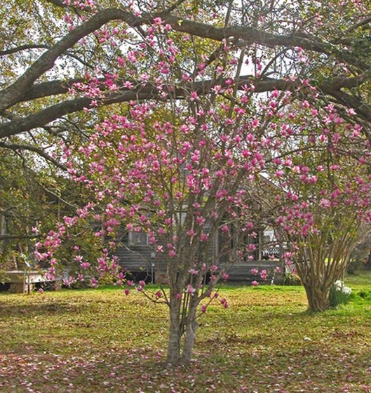 Japanese Tulip Tree (Medium)