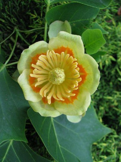 tulip tree bloom (Medium)