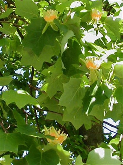 Tulip Tree1 (Medium)