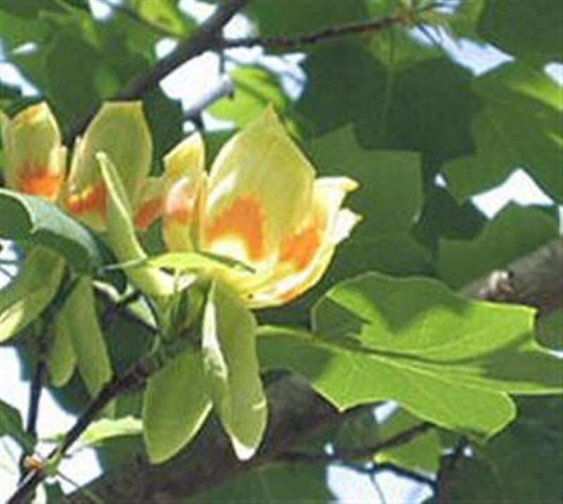 tulip-tree-liriodendron-tulipifera (Medium)