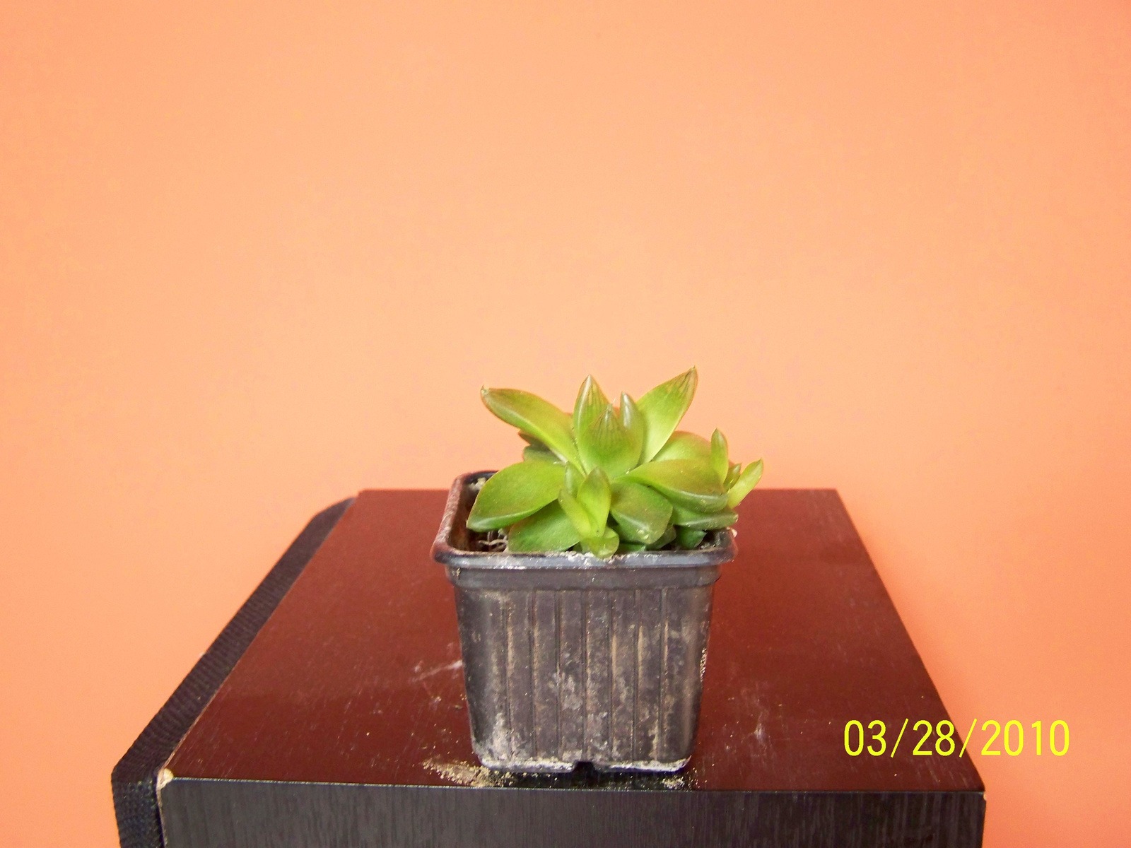 Haworthia cymbiformis