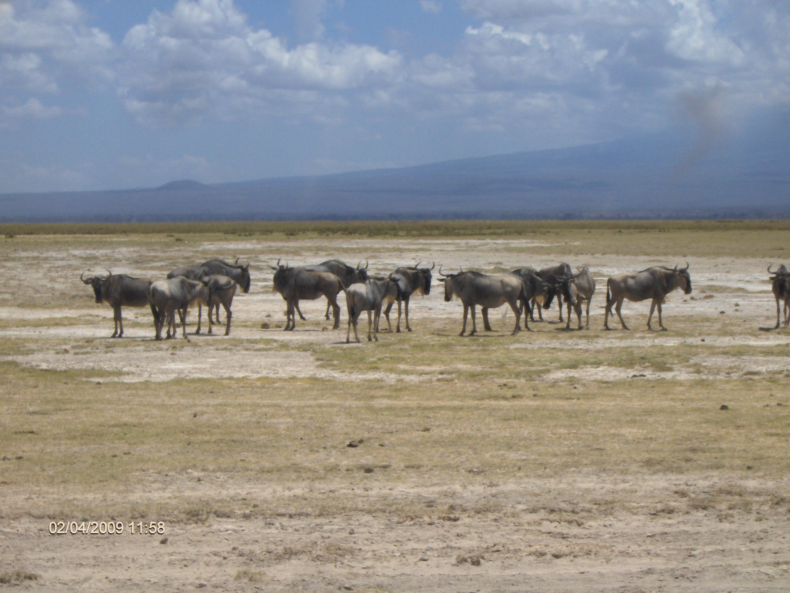 Kenya Amboseli7681 (11)