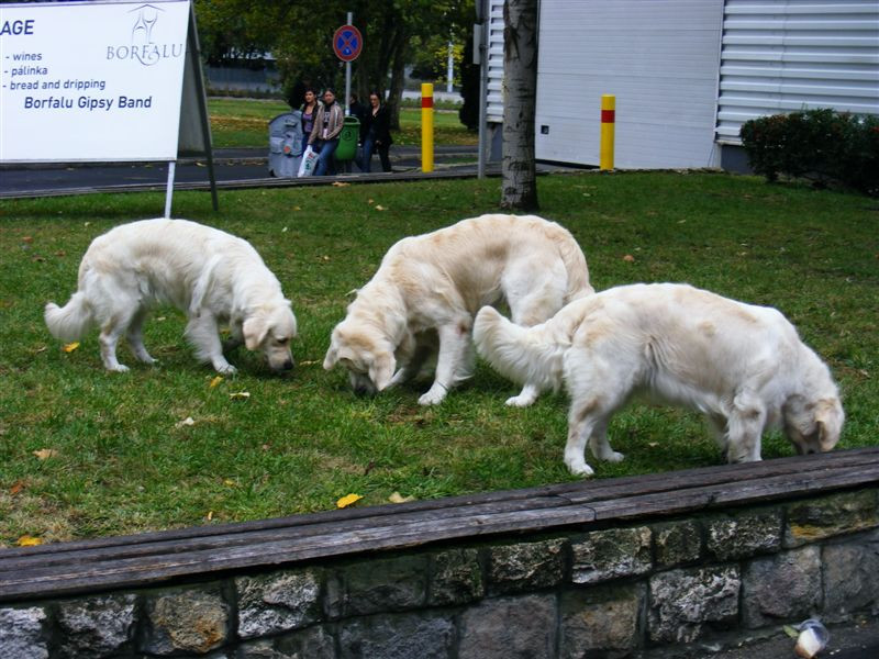 europa kutyakialliatas2008 287