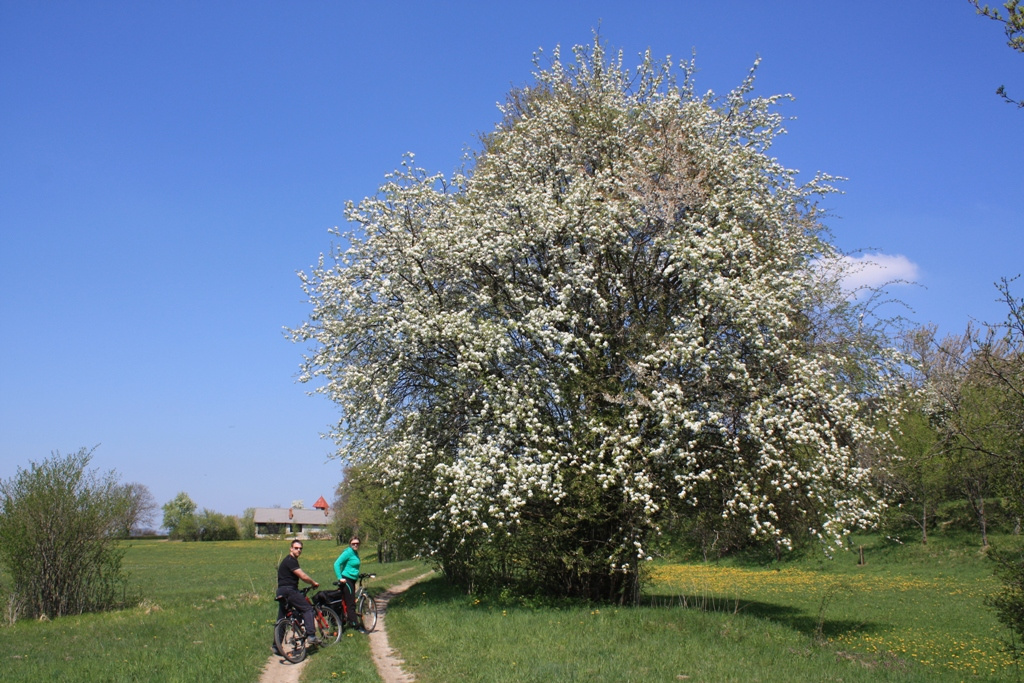 Cerknica