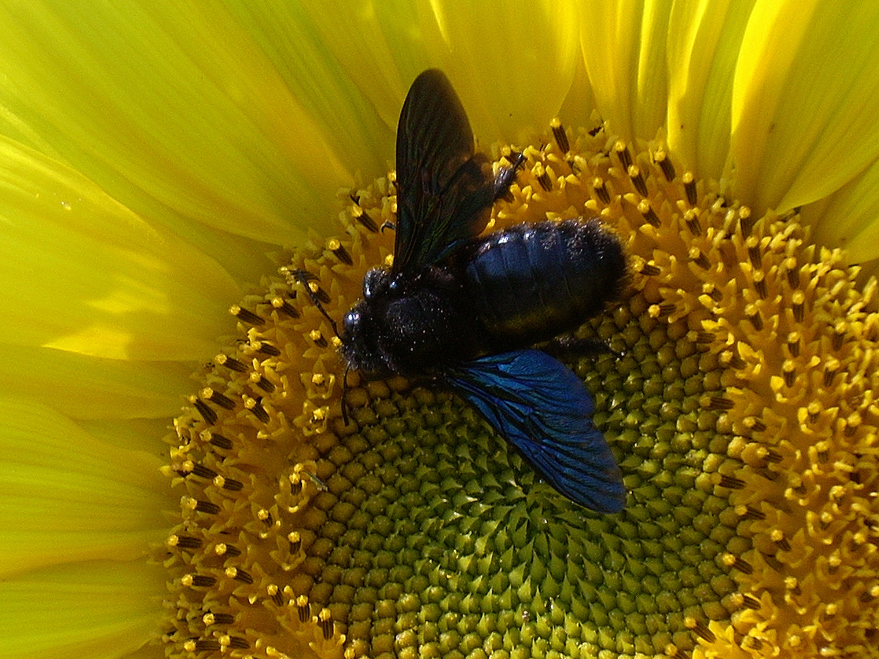 Kék fadongó (Xylocopa violacea L.) 02