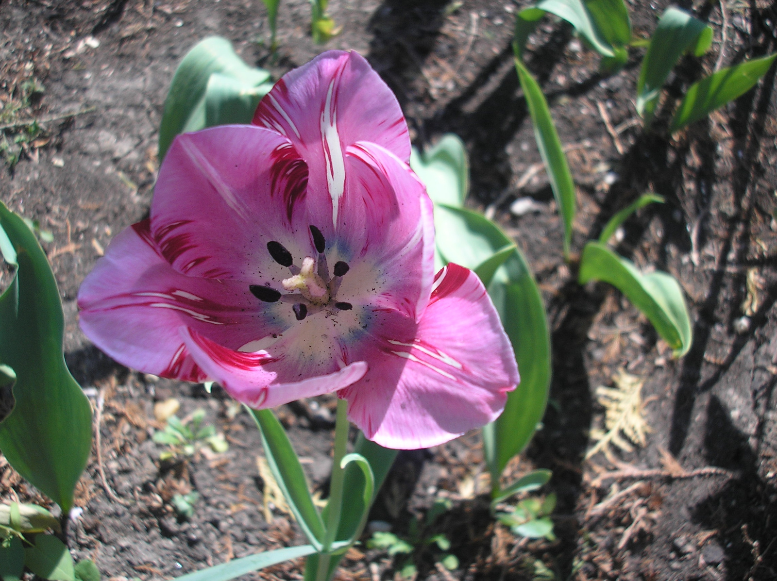 Rózsaszín pulipán