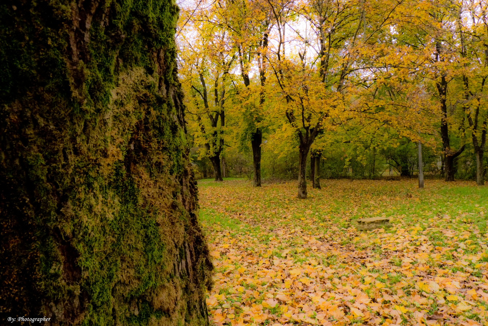 "Fa mögül az ősz"