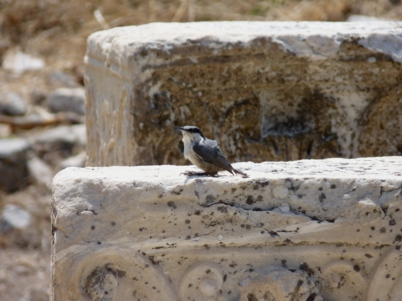 ephesos3