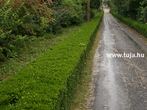 Buxus - Puszpáng sövény