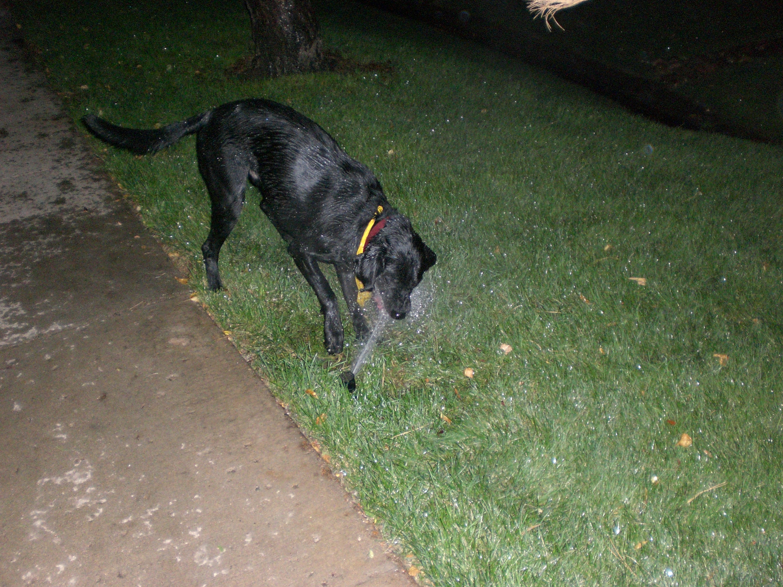 simon&the sprinkler