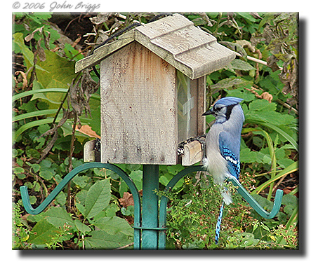 bluejay feeder