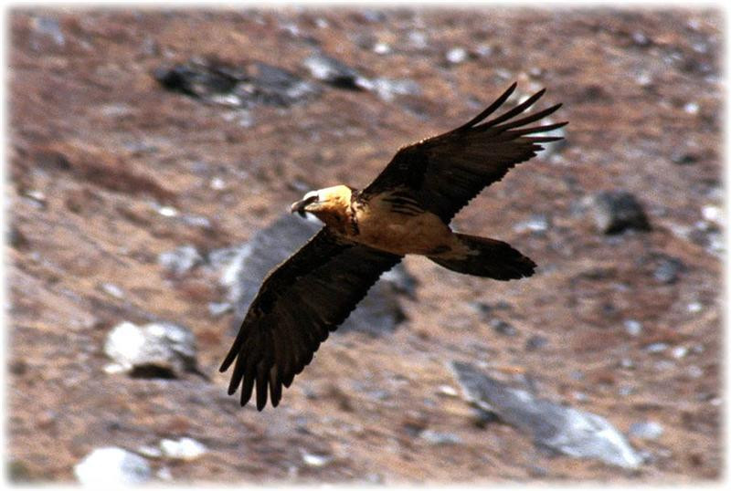 bearded-vulture (Medium)