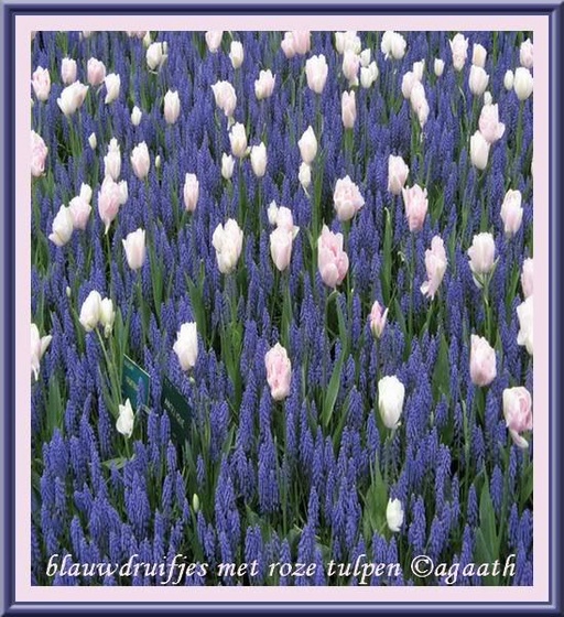 fotos523-keukenhof2009 (Medium)