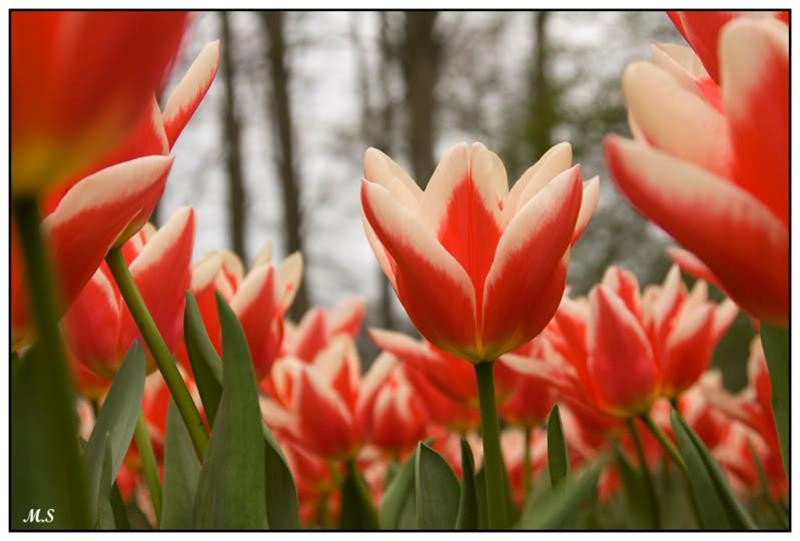 Keukenhof14klein (Medium)