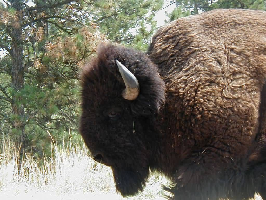 Buffalo-Profile-1024x768