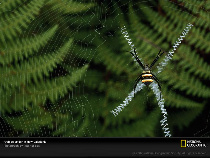 argiope-spider-648518-sw (Medium)