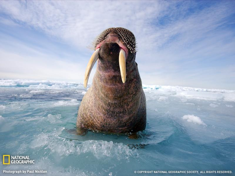 atlantic-walrus-canada-052909-sw (Medium)