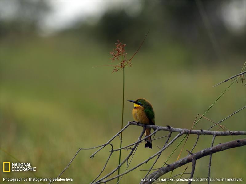 bee-eater-botswana-sw (Medium)