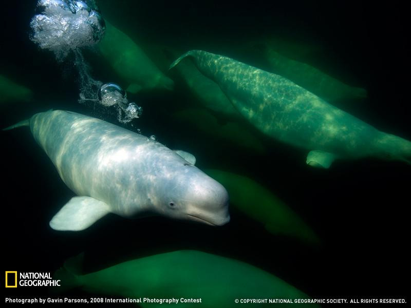 beluga-whales-070109-sw (Medium)