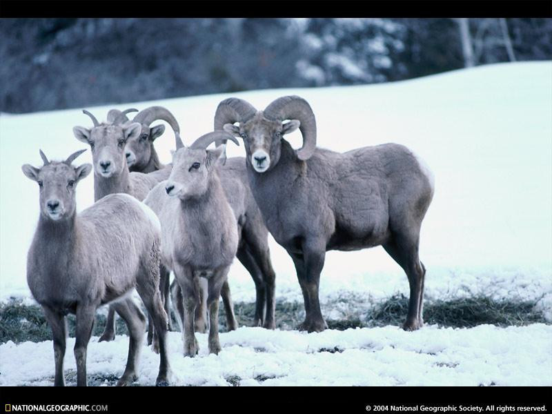 bighorn-sheep-flock-376985-sw (Medium)