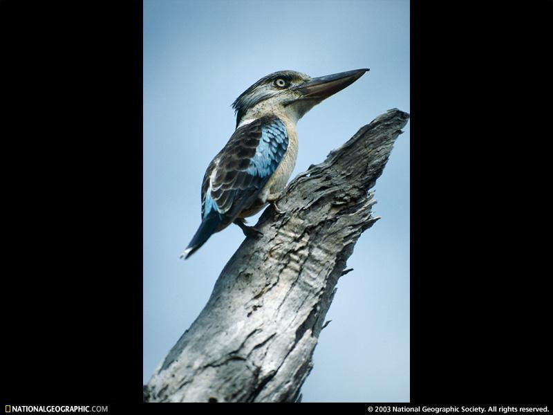 blue-winged-kookaburra-76986-sw (Medium)