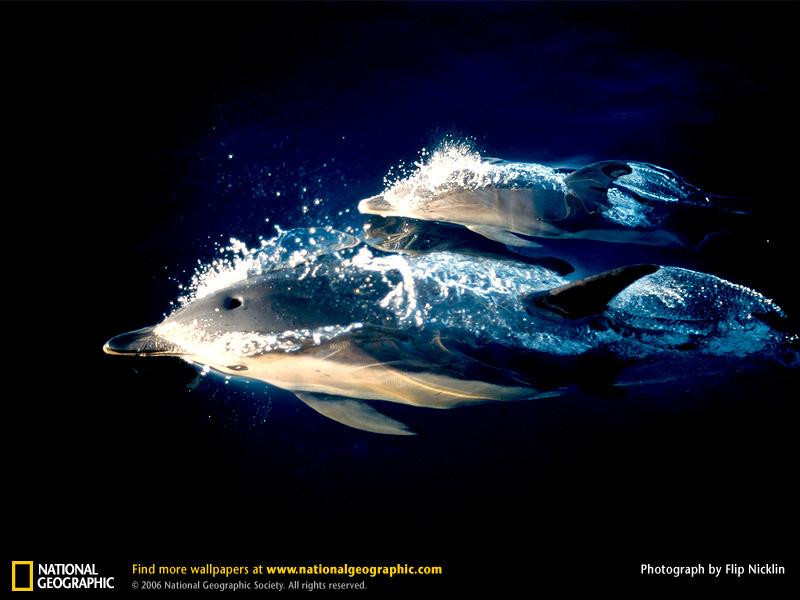 bottlenose-whales-520104-sw (Medium)