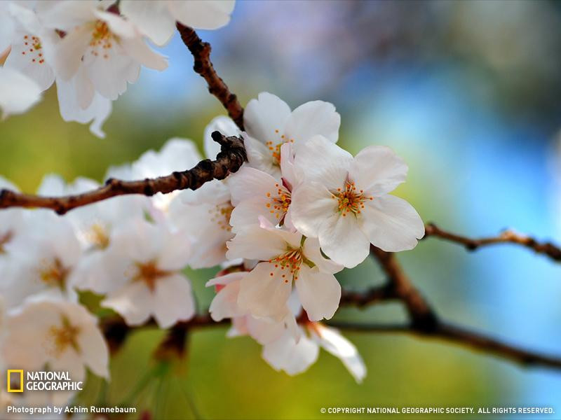 cherry-blossom-nagoya-sw (Medium)