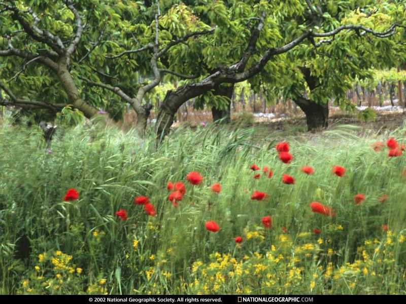 dancing-poppies-110183-sw (Medium)