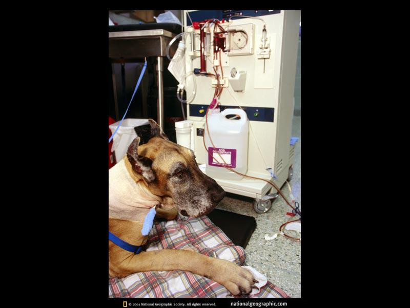 doggie-dialysis-554808-sw (Medium)