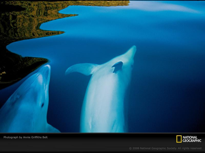 dolphins-doubtful-sound-664438-sw (Medium)