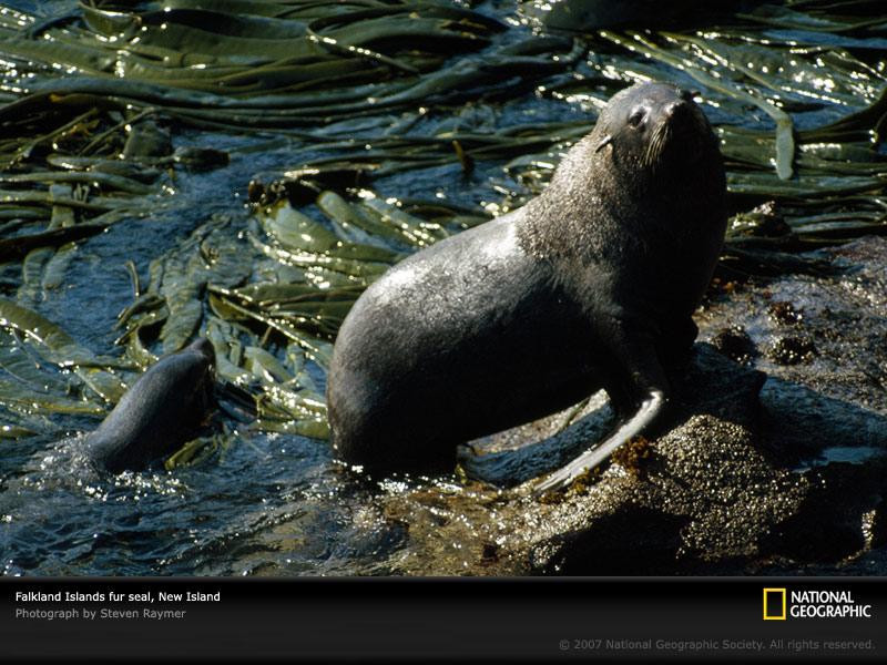 fur-seal-falkland-islands-442270-sw (Medium)