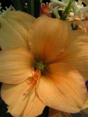 flowers-ii-059 (Small)