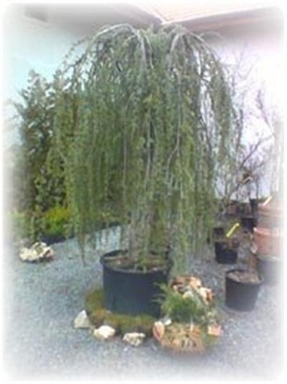 cedrus2 (Medium)