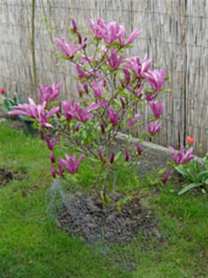 magnolia (Medium)