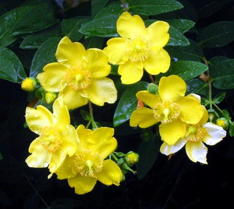 hypericum-flower-yellow (Medium)