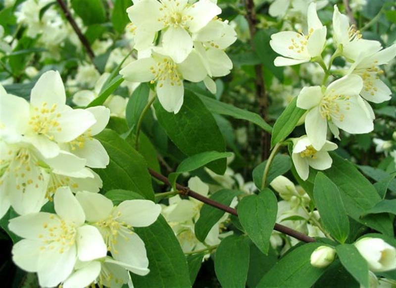 philadelphus-flower (Medium)